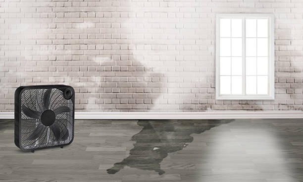 Best Water damage restoration near me  in Ravenna, MI